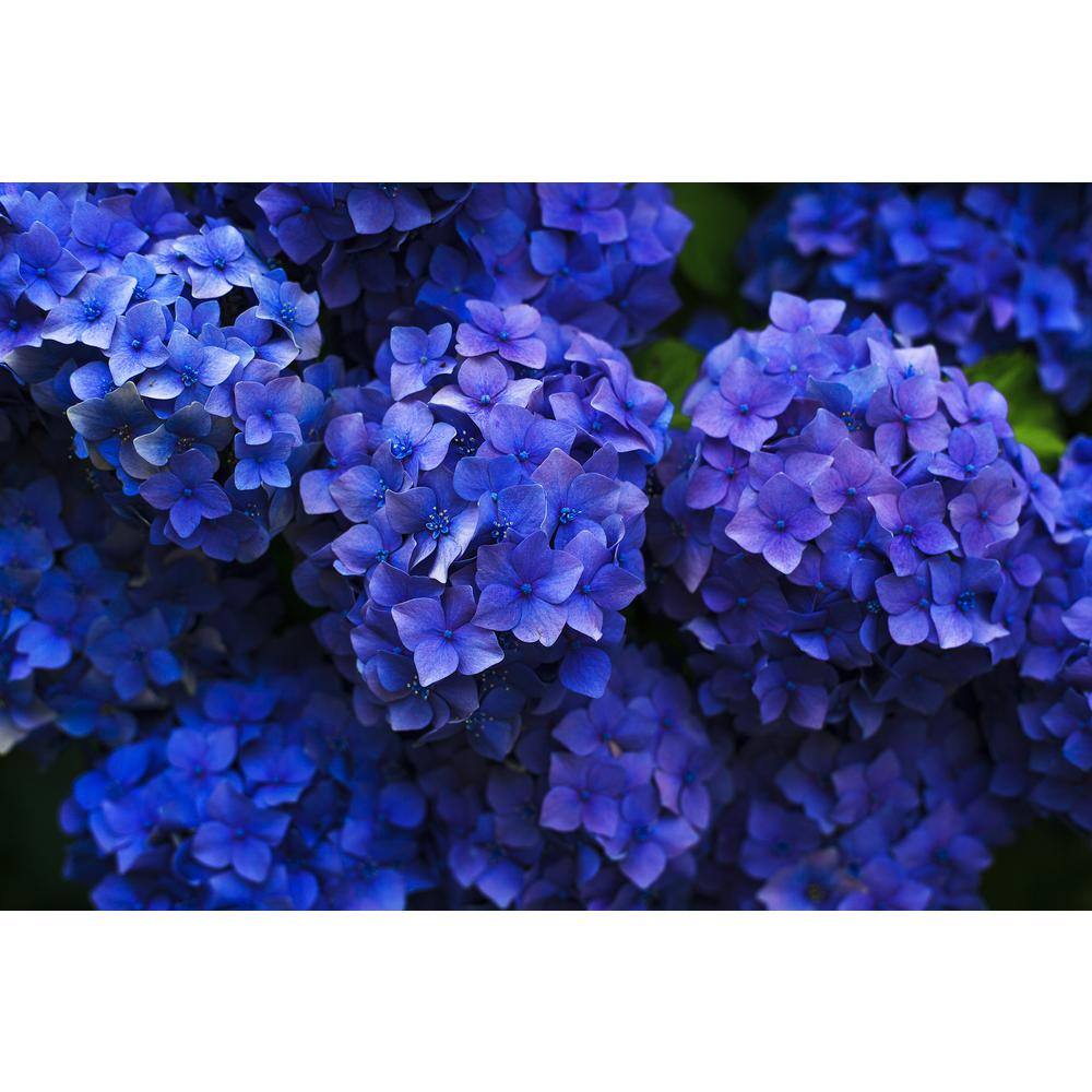 Online Orchards 1 Gal. Let's Dance Rhythmic Blue Hydrangea Shrub Reblooming Skyblue Flowers SBHD001