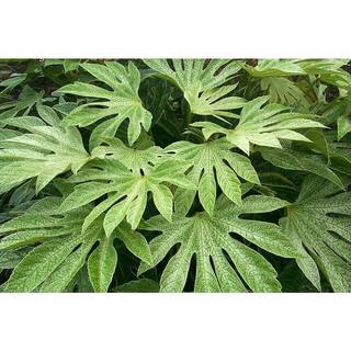 national PLANT NETWORK 2 Gal. Spider Web Fatsia Plant with White Blooms in Black Grower's Pot HD7476