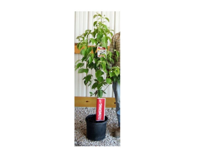 Freedom Farms White Dogwood Flowering Tree， 5 Gallon Pot