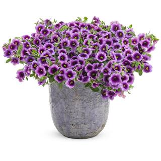 PROVEN WINNERS 4.25 in. Eco+Grande Superbells Blue Moon Punch (Calibrachoa) Live Plant Purple and Yellow Flowers (4-Pack) BELPRW3097504