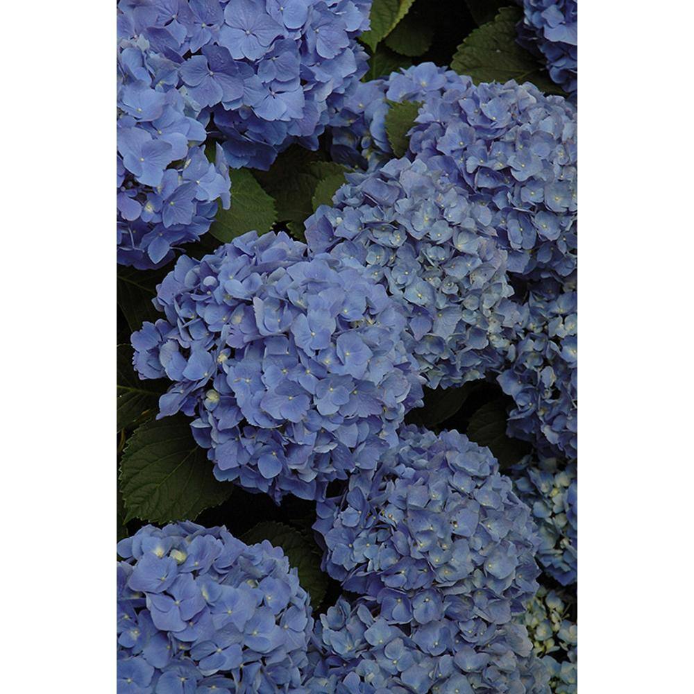 BELL NURSERY 3 Gal. Mathilda Gutges Bigleaf Hydrangea (Hydrangea macrophylla) Live Flowering Shrub Deep Pink or Violet-Blue Flowers HYDGA3MMG1PK