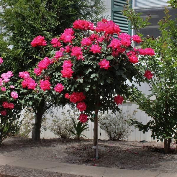 Knock Out® Rose Tree