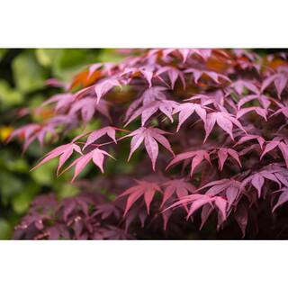 Online Orchards 1 Gal. Bloodgood Japanese Maple Tree - Dark Red Leaves Cold Hardy Bright Fall Color SBAP001