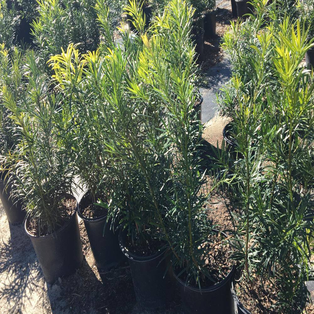 3 Gal. Yew Plum Pine Podocarpus Shrub P371G3