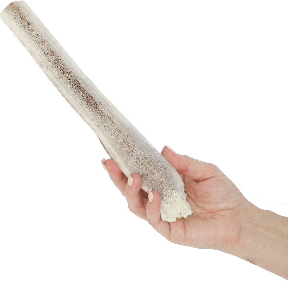 Prairie Dog Split Elk Antler Dog Chews， 9.5 - 10.5 inch