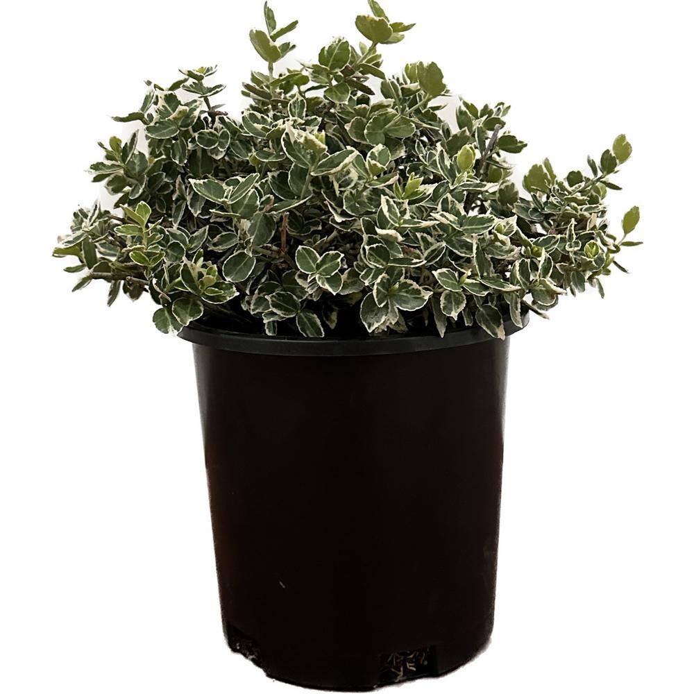 2.5 Qt Euonymus Live Shrub with Green and White Folliage