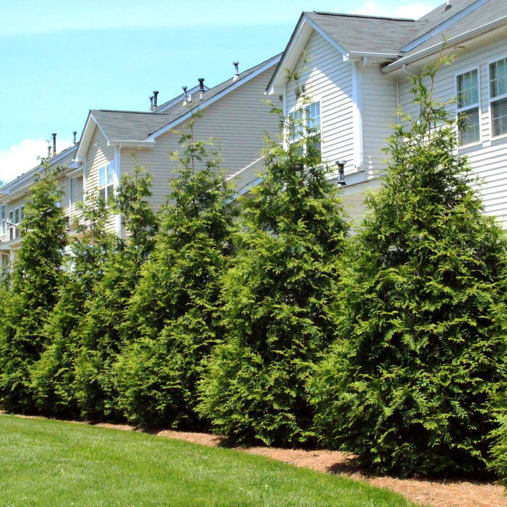 Brighter Blooms 3 Gal. Thuja Green Giant Evergreen Trees THU-GGT-34-3