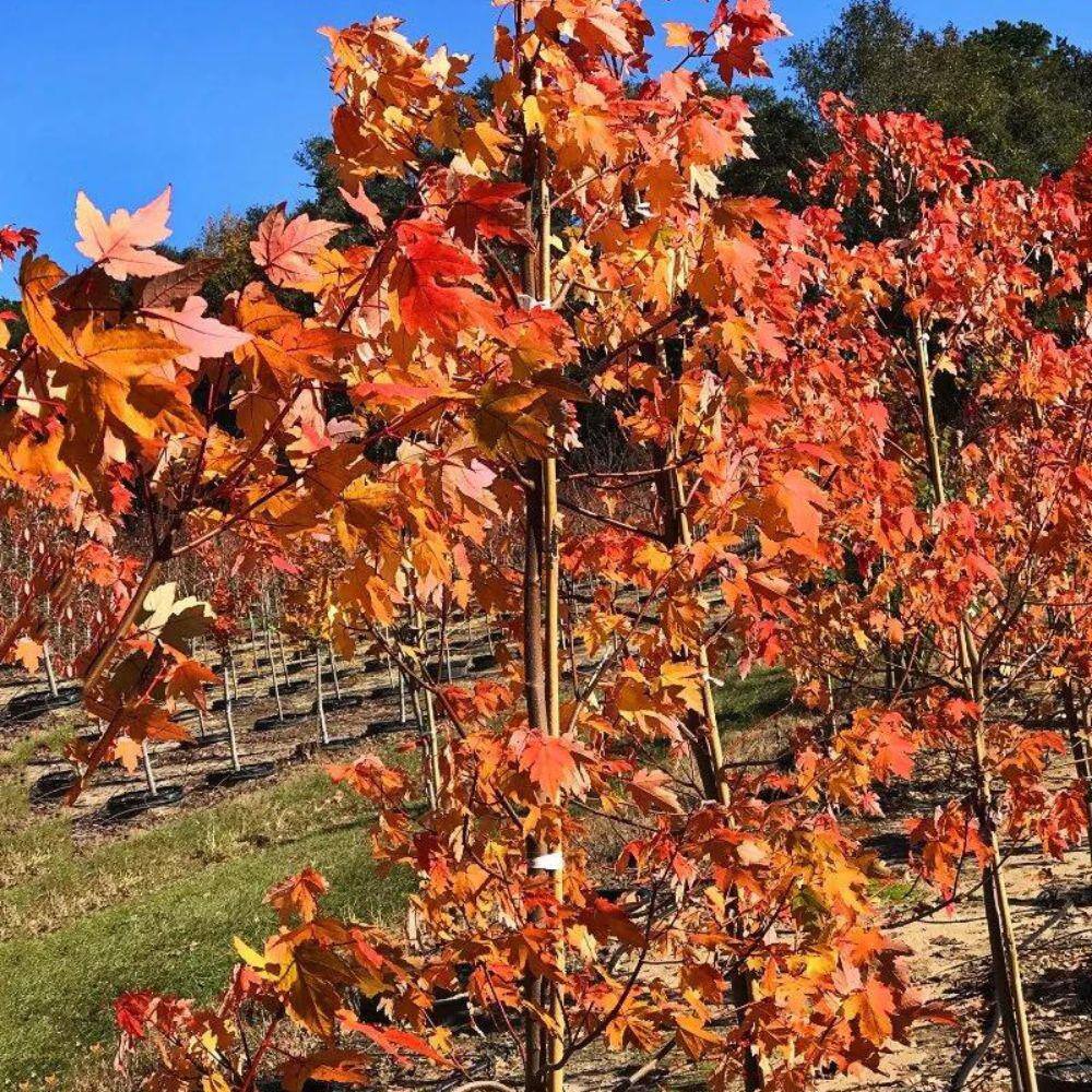 7 Gal. Autumn Blaze Maple Shade Tree MAPABL07G