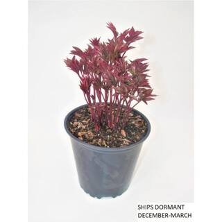 BELL NURSERY 3 Gal. Bartzella Peony (Paeonia Itoh) Live Shrub with Bright Yellow-Deep Red Double Blooms PEONY3BAR1PK