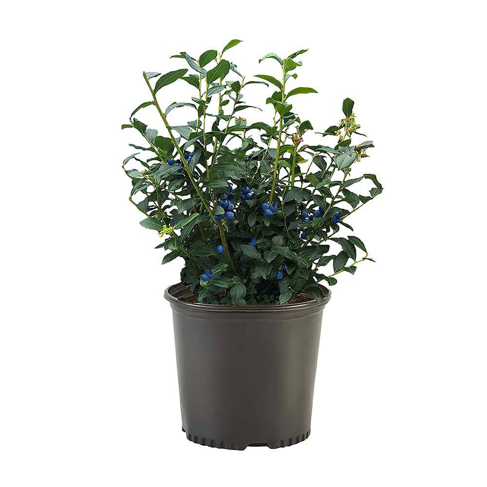 2.5 qt. Legacy Blueberry Plant with Flavorful Sweet Berries 19612