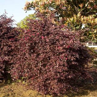 SOUTHERN LIVING 3 Gal. Purple Diamond Semi-Dwarf Loropetalum Evergreen Shrub with Purple Foliage Pink Ribbon Blooms 42103