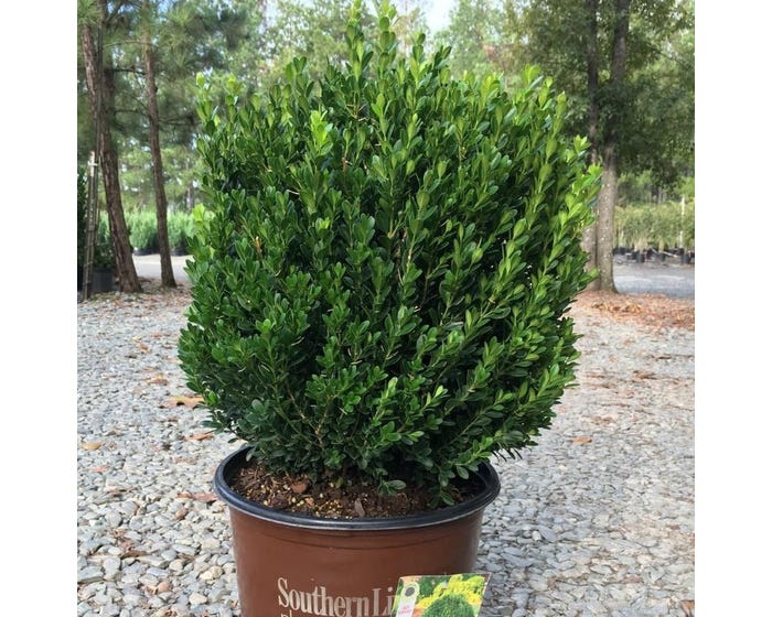 Capstone Plants Boxwood Proven Winner Assorted Varieties 2G Pot