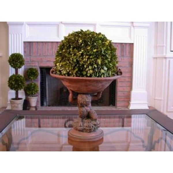 Preserved Boxwood Ball