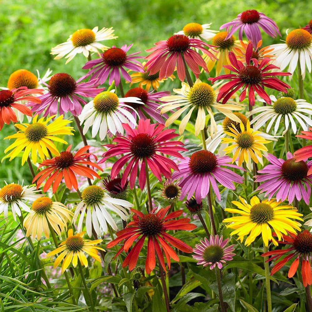 VAN ZYVERDEN Echinacea Cone Flower Mixed Roots (10-Set) 83526