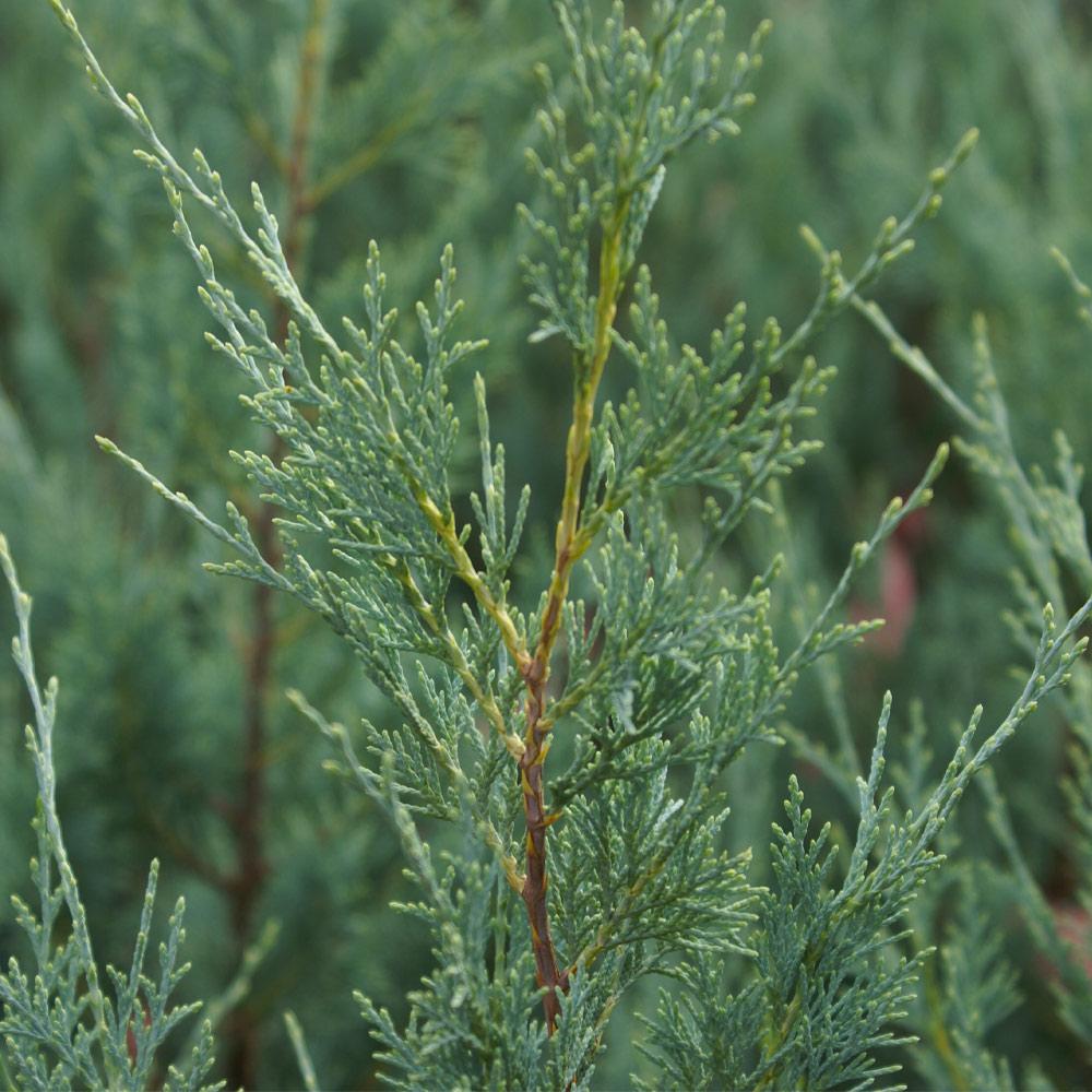 Juniper 'Wichita Blue' Tree