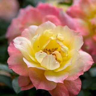 PROVEN WINNERS 2 Gal. Oso Easy Italian Ice Rose Plant with Soft Yellow and Pink Flowers 16884