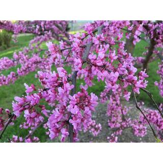 Online Orchards Eastern Redbud Tree Bare Root FLRB001