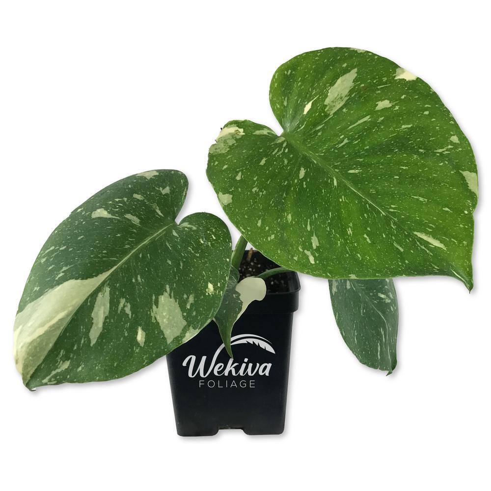 Wekiva Foliage Thai Constellation Monstera - Live Plant in a 4 Inch Nursery Pot - Houseplant Connoisseur Collection ThaiConst4