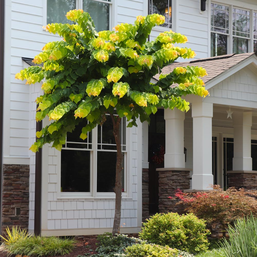 The Rising Sun™ Eastern Redbud Tree