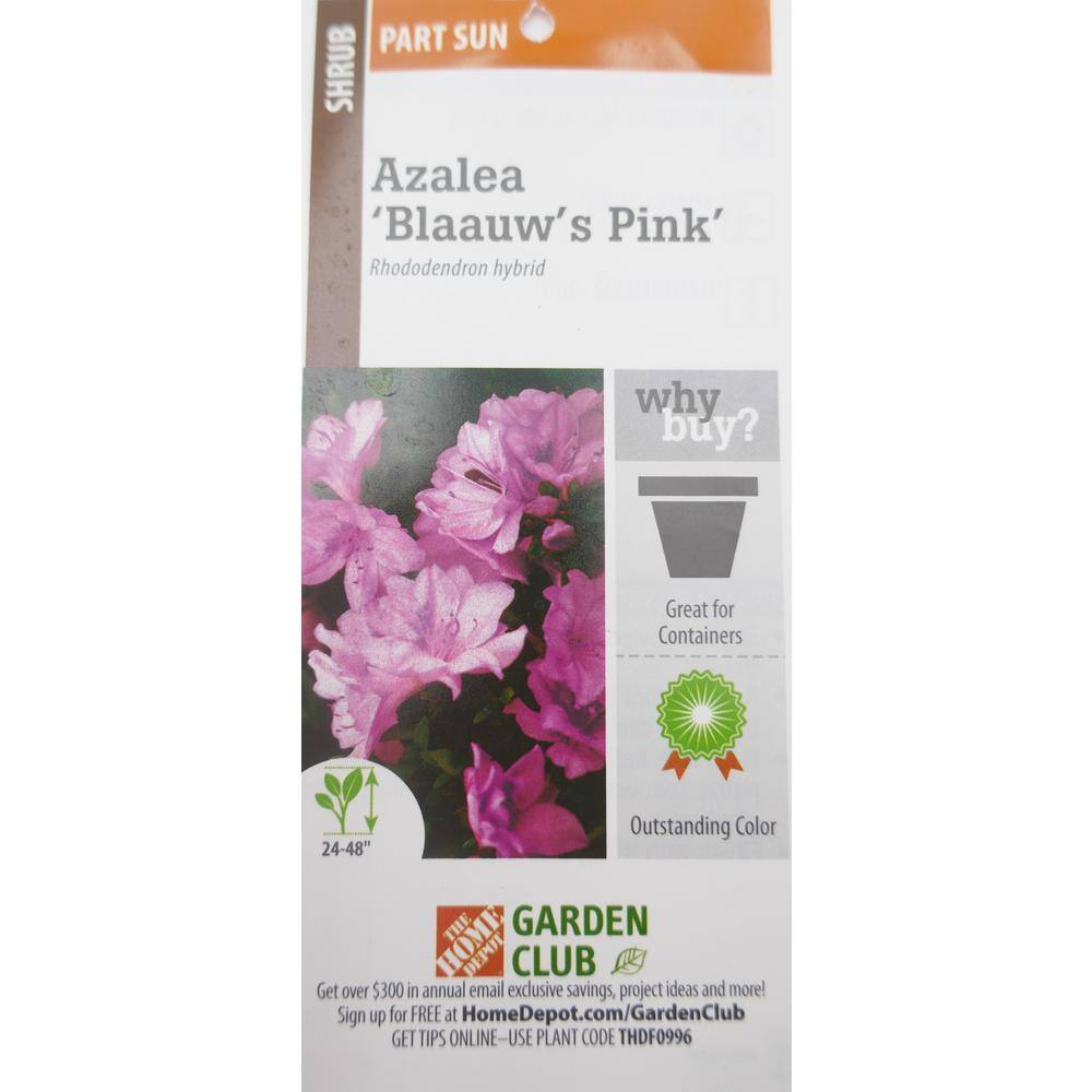 BELL NURSERY 1 Gal. Blaauw's Pink Azalea Live Shrub Pink Flowers (3-Pack) AZLEA1BLW3PK