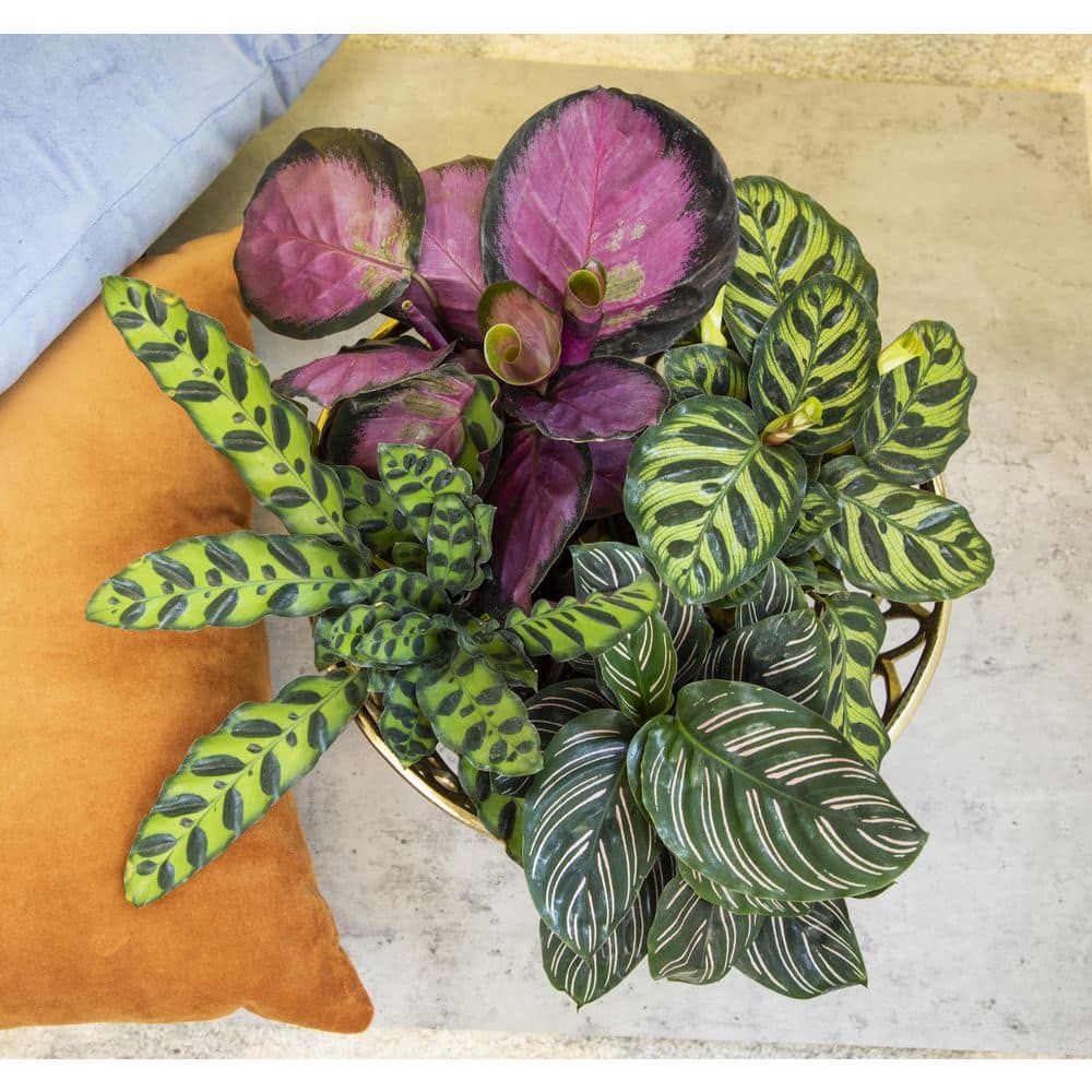 ALTMAN PLANTS 4 in. Calathea Asst (4-Pack) 0872717