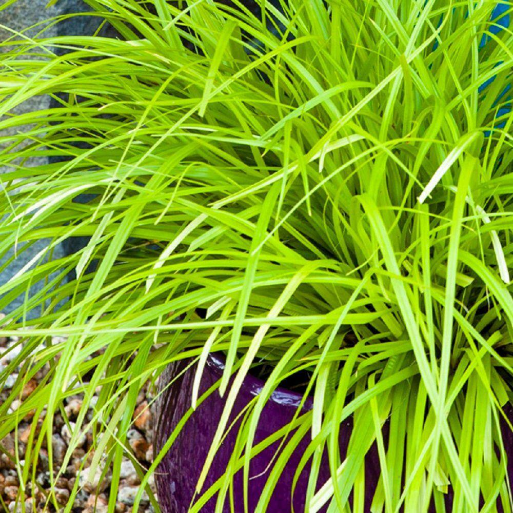 SOUTHERN LIVING 2.5 Qt. Evercolor Everillo Carex (Sedge Grass) Live Perennial with Lime Yellow Foliage 0732Q