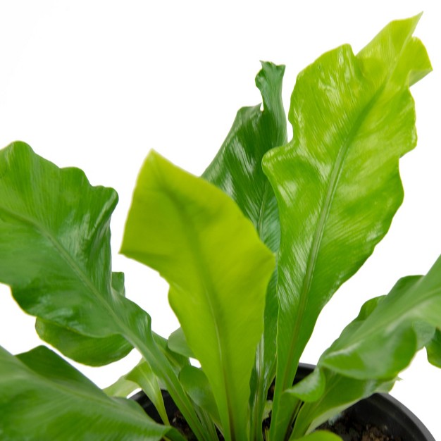 2pc Nidus Bird's Nest Fern - National Plant Network