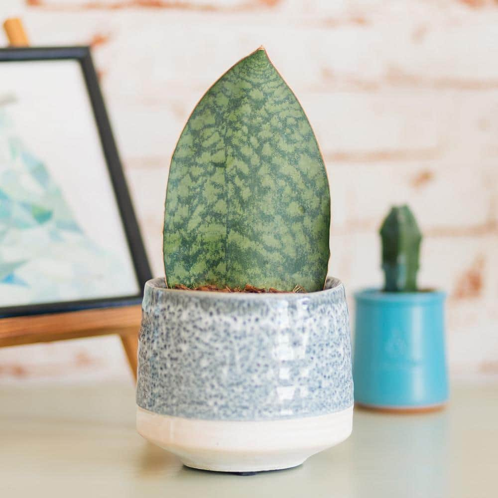 national PLANT NETWORK 4 in. Sansevieria Whalefin (3-Pack) HD1824