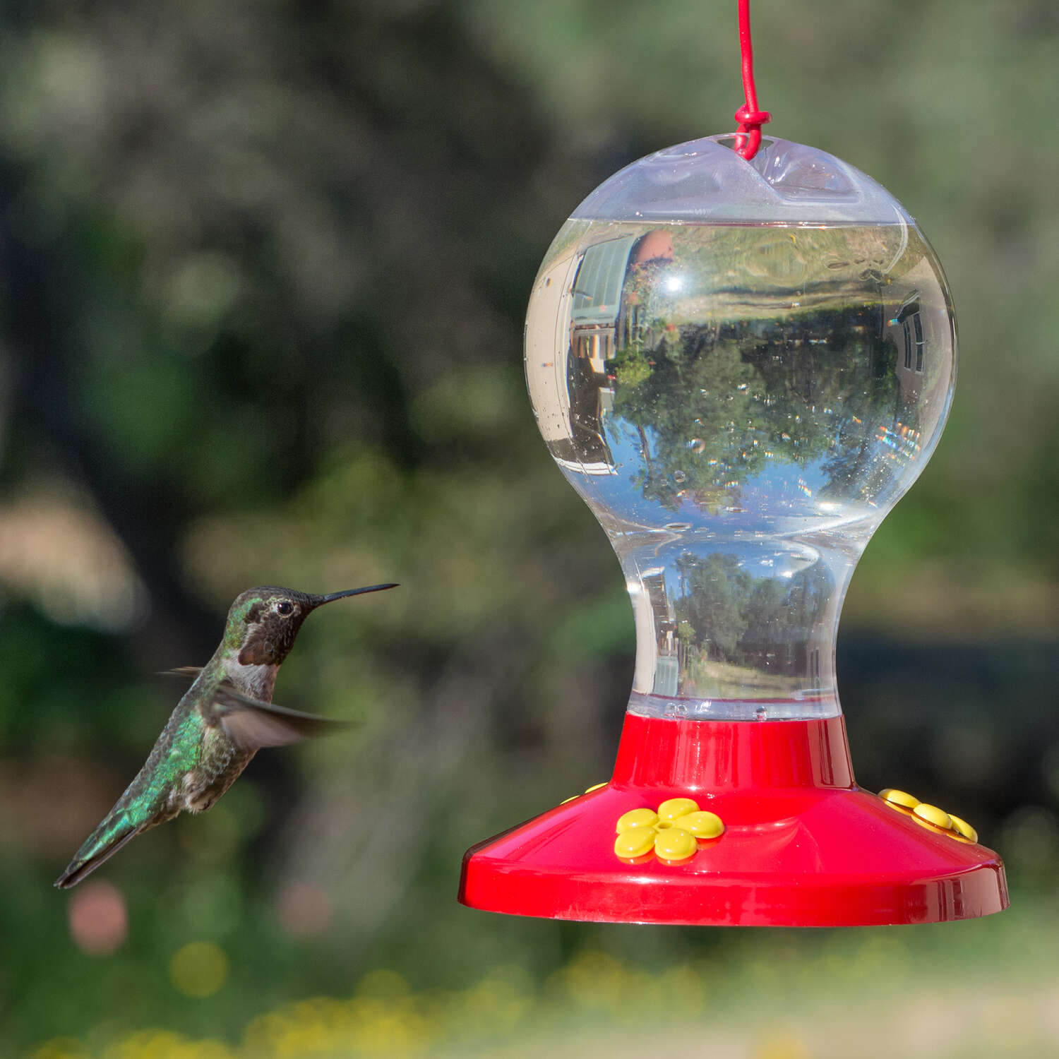 Perky-Pet Hummingbird 16 oz Plastic Nectar Feeder 3 ports