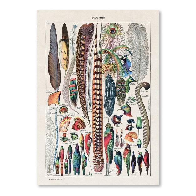 Americanflat Animal Educational Plumes Vintage Art Print By Samantha Ranlet Poster