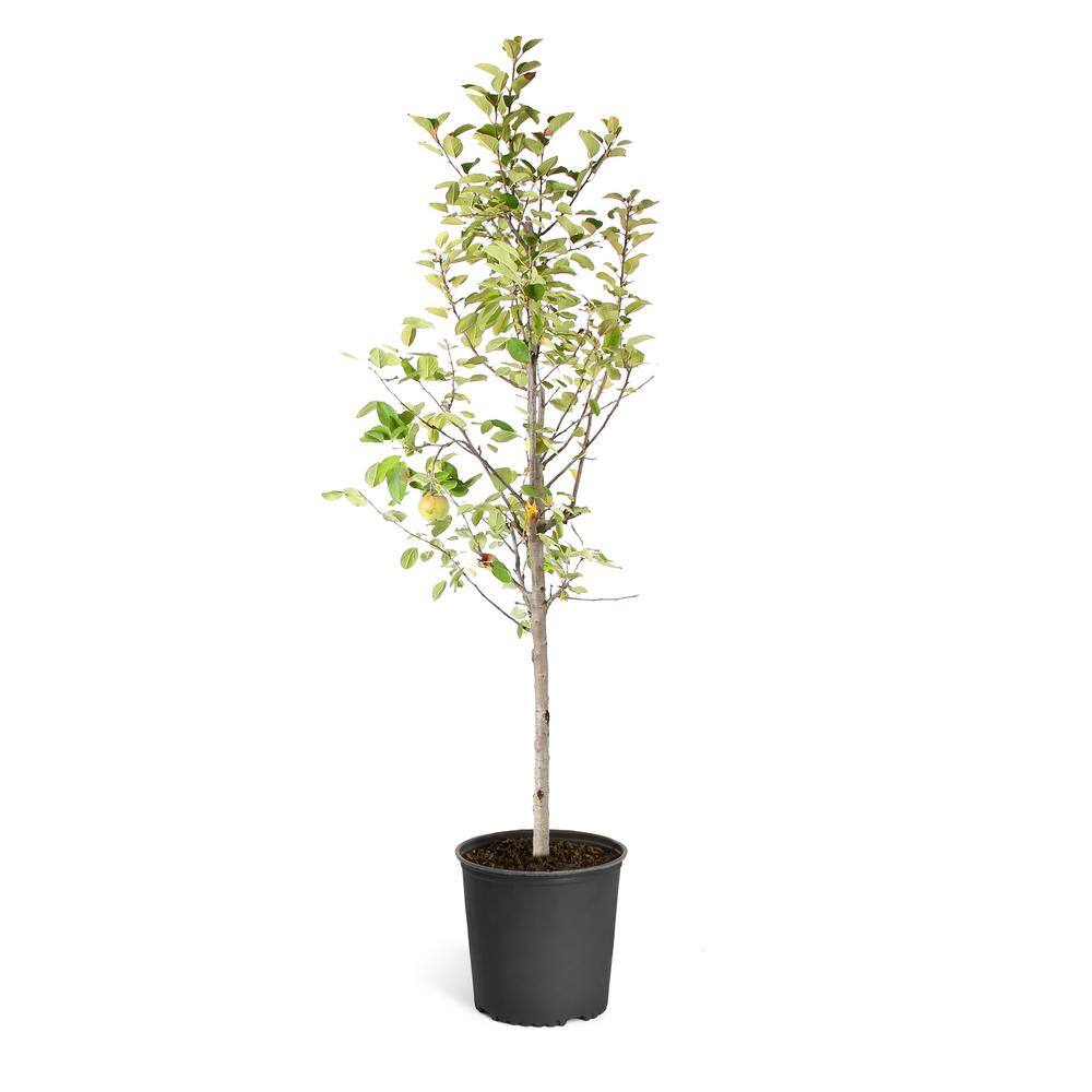 Brighter Blooms 5 Gal. Fuji Apple Tree APP-FUJ-56-5