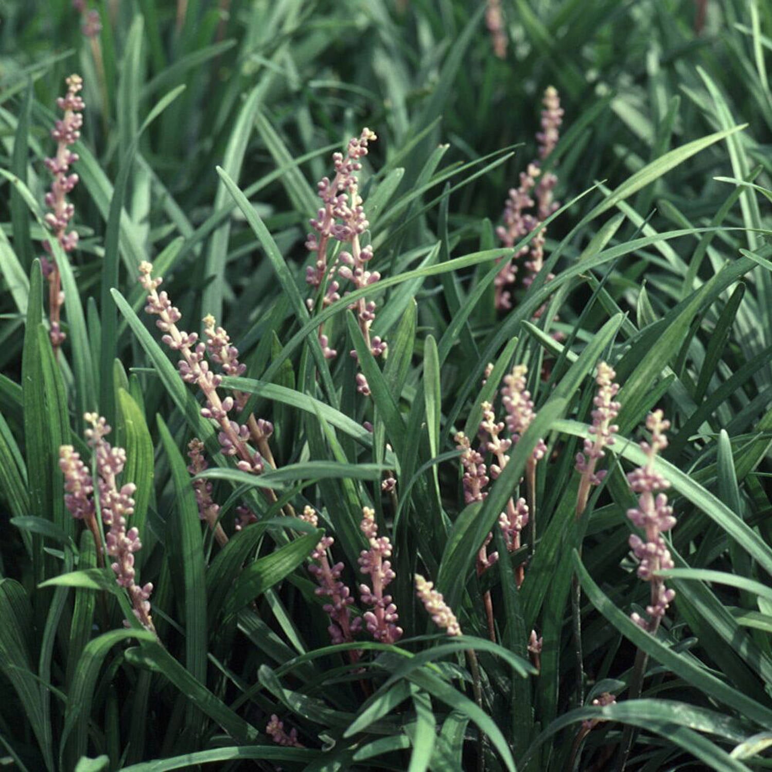 Big Blue Liriope 'Lily Turf' - 54 Pack (3.25 In. Pots) Lavender Blooming Perennial Grass - Full Sun Live Outdoor Groundcover Plant