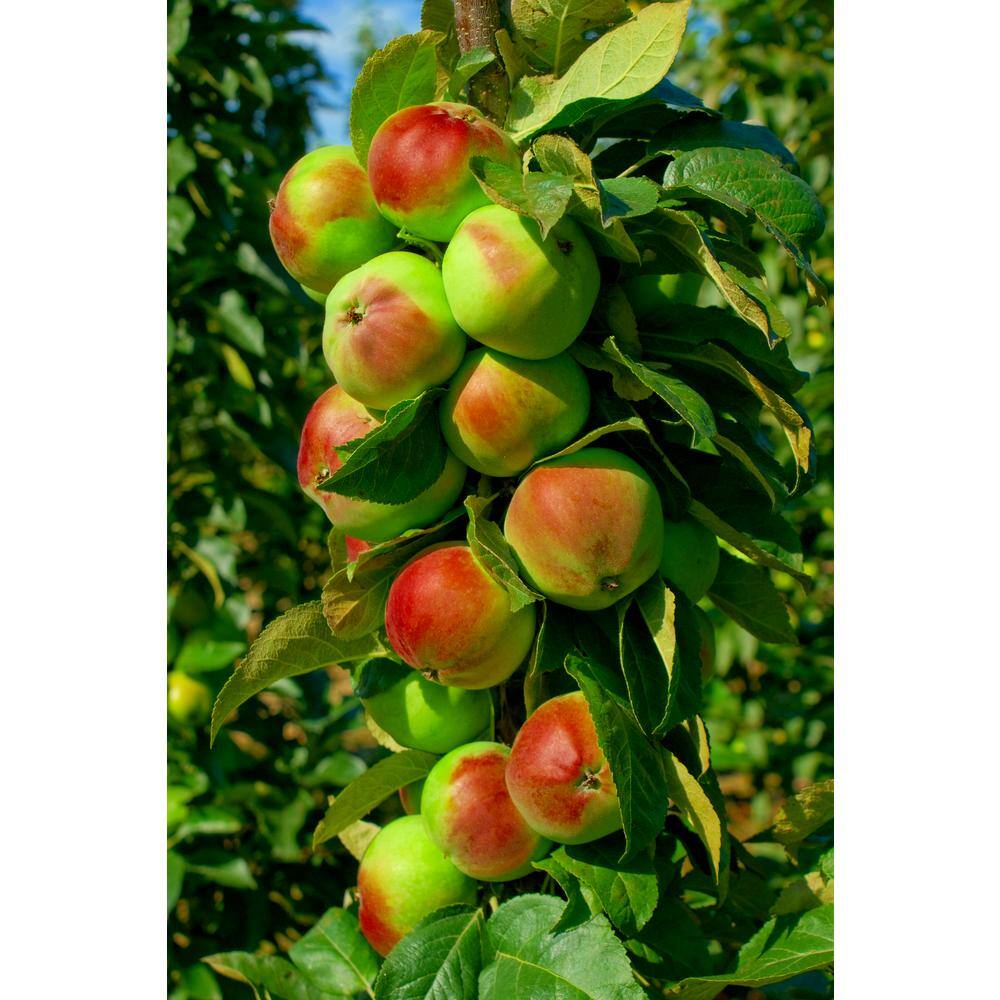 Online Orchards North Pole Limbless Apple Tree (Bare-Root 3 ft. to 4 ft. Tall 2-Years Old) FTCA002