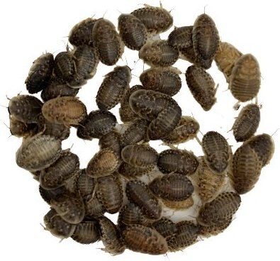 ABDragons Medium Dubia Roaches Small Pet and Reptile Food