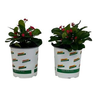 Vigoro 2.5 Qt. Crown of Thorns Plant Red Flowers in 6.33 In. Grower's Pot (2-Plants) DC1GCROWNRED2