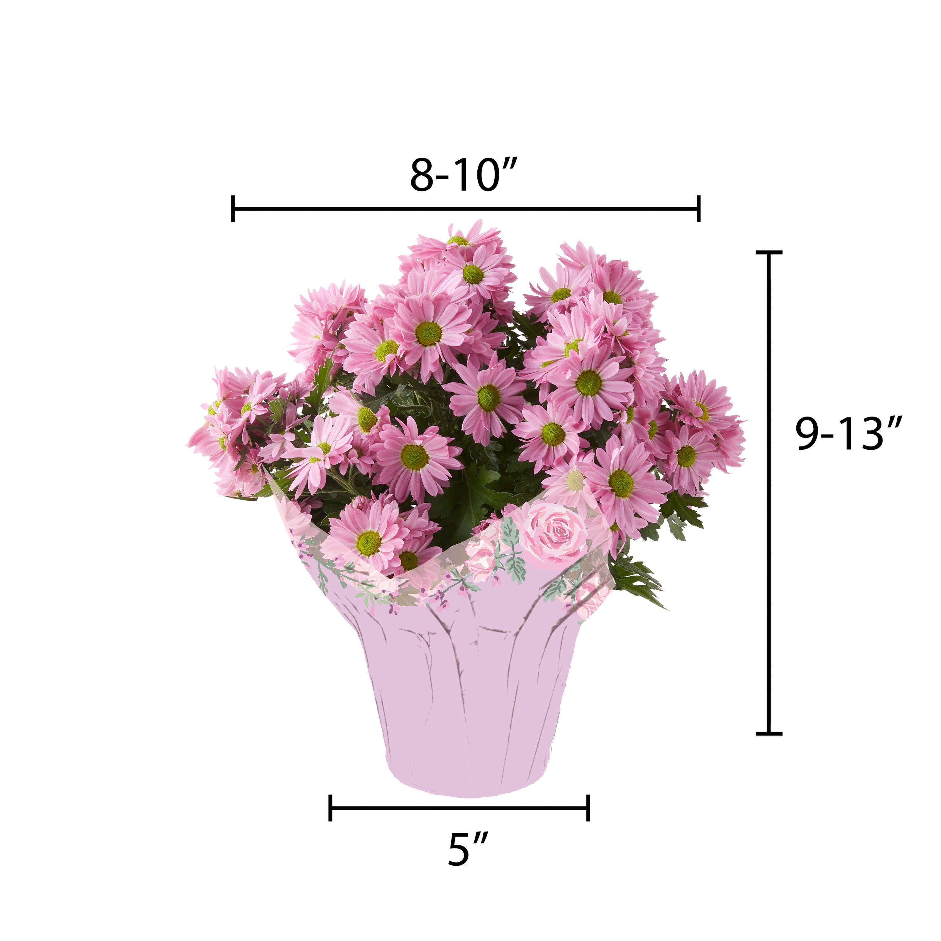 Better Homes and Gardens 5-Inch Assorted Mother's Day Mum Live Plant with Decorative Pot