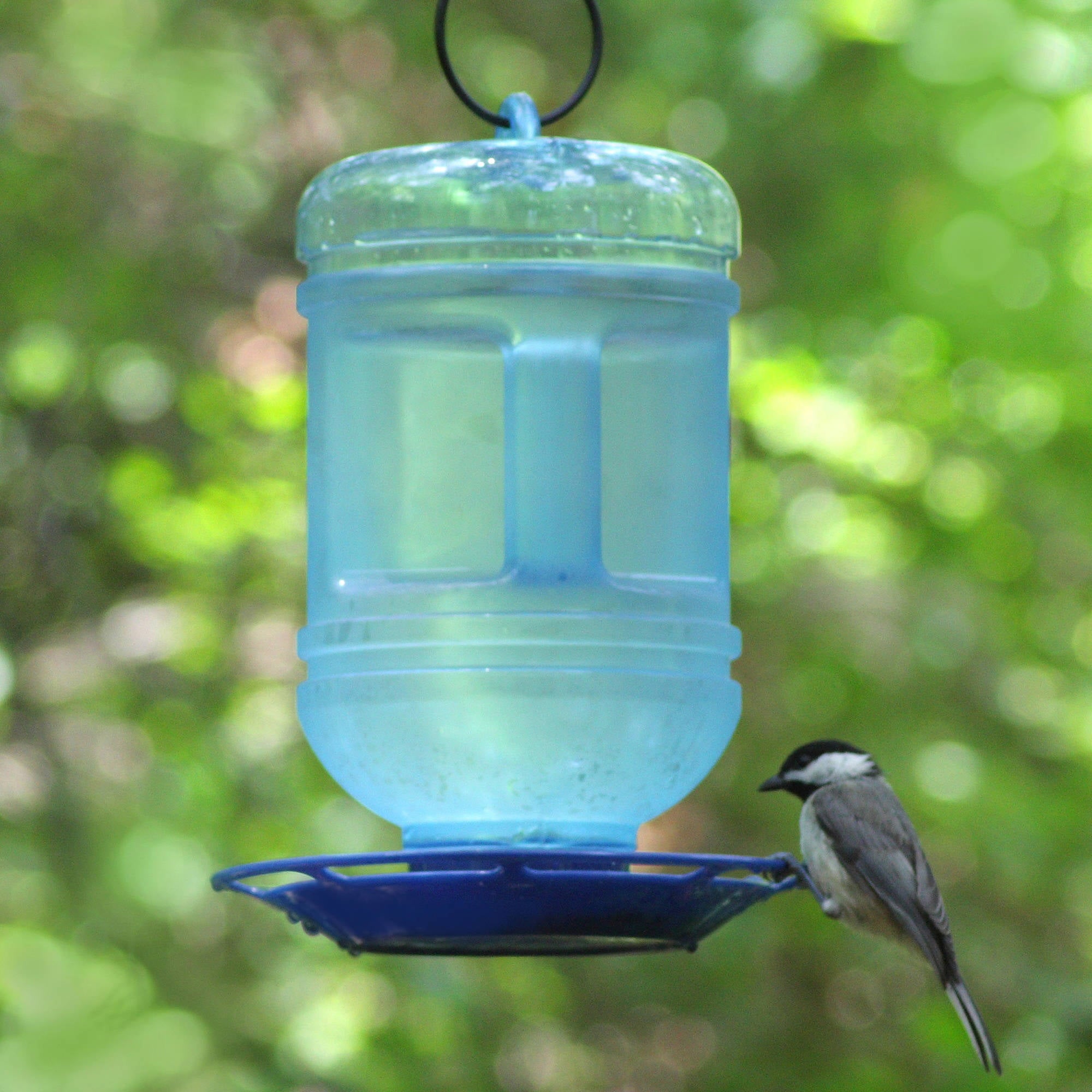 Perky-Pet 48 oz Water Cooler Bird Waterer