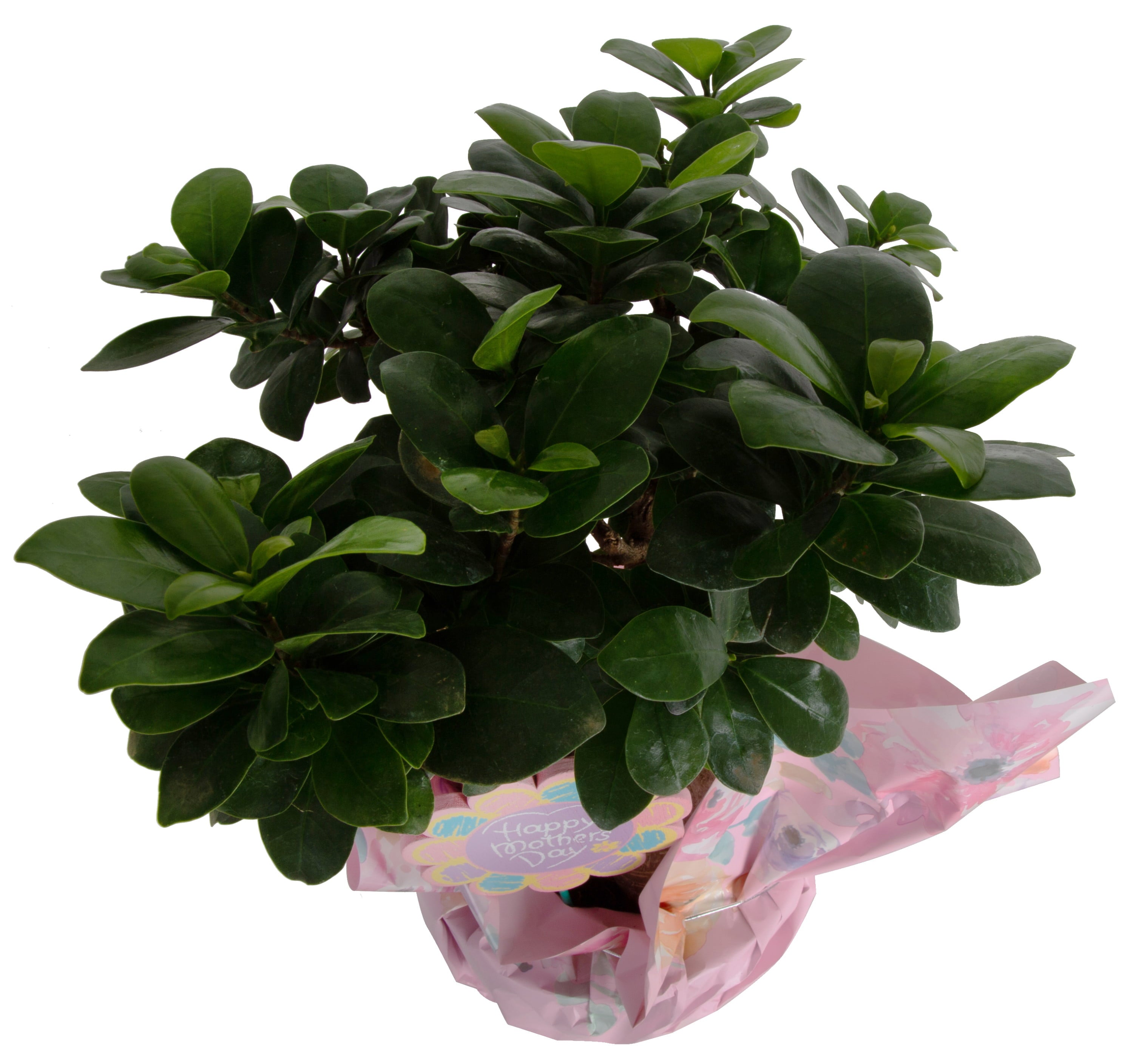 Costa Farms  Live Indoor 21in. Tall Green Bonsai; Bright， Indirect Sunlight Plant in 6in. Gift Wrap