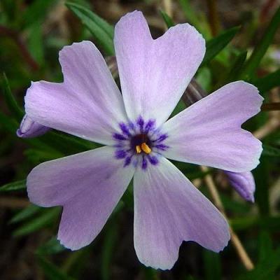 Classy Groundcovers - Collection #1 of Native Plants for Sun: 10 Trumpet Creeper， 25 Goldenstar， Green and Gold， 25 Coreopsis 'Nana'， 25 Southern Shield Fern， 25 Phlox 'Blue Emerald'