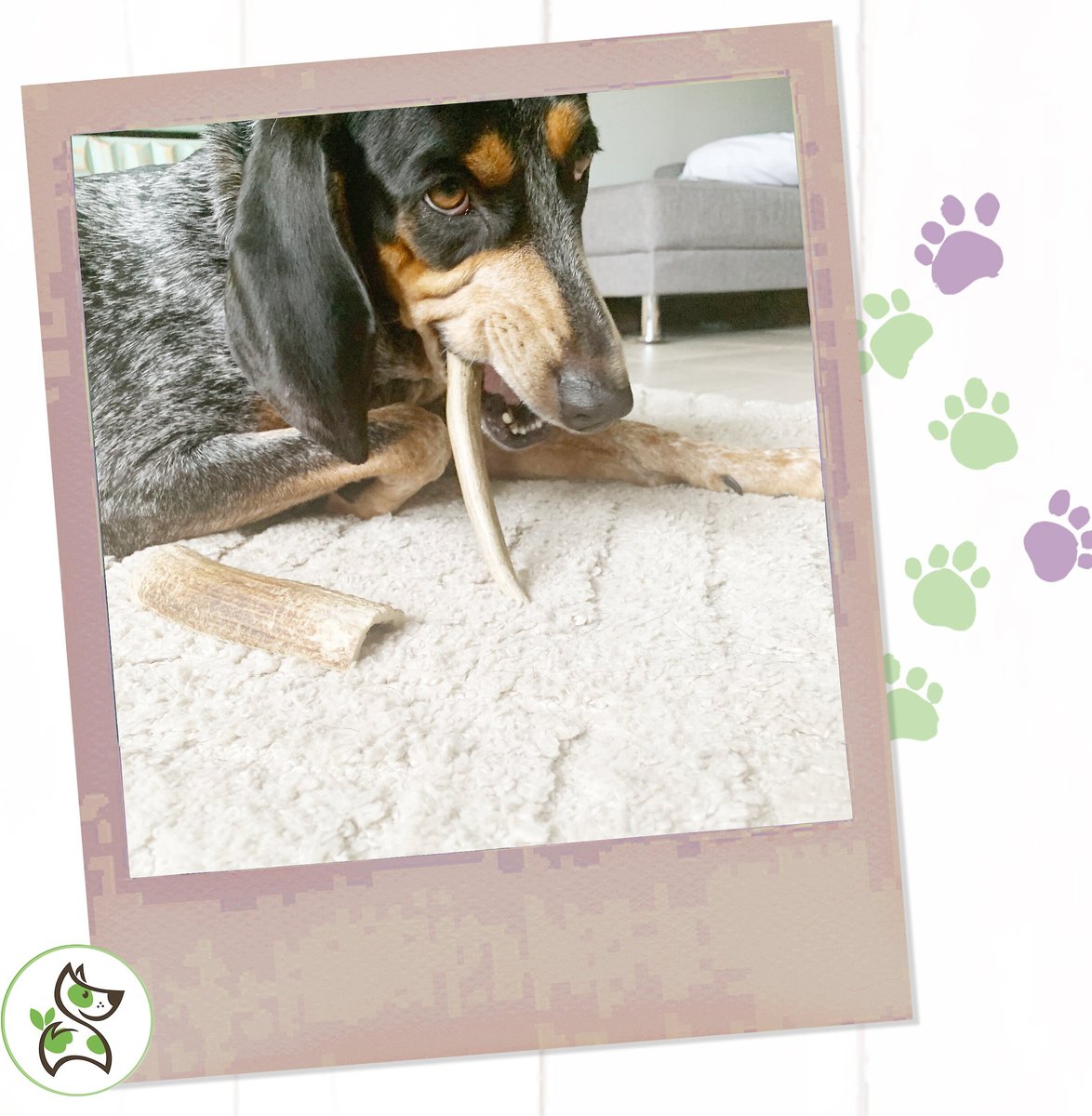 Nature Gnaws Antlers Chews Dog Treats