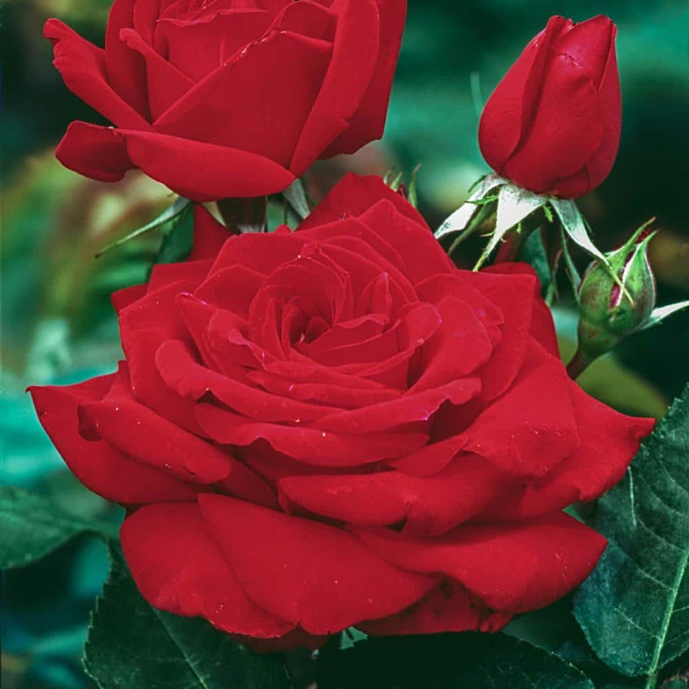 Spring Hill Nurseries Mister Lincoln Hybrid Tea Rose Dormant Bare Root Plant with Red Color Flowers (1-Pack) 86055