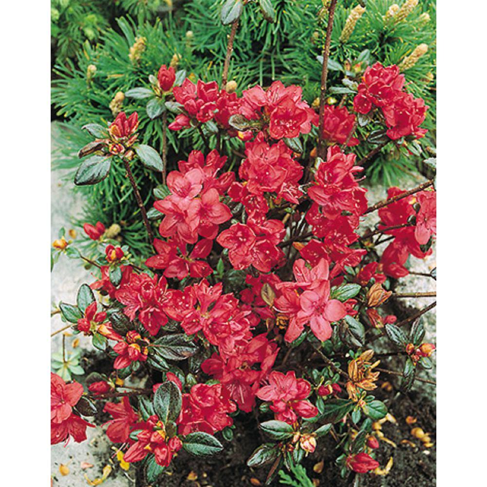 BELL NURSERY 1 Gal. Stewartstonian Azalea Live Evergreen Shrub Orange-Red Flowers (3-Pack) AZLEA1STE3PK