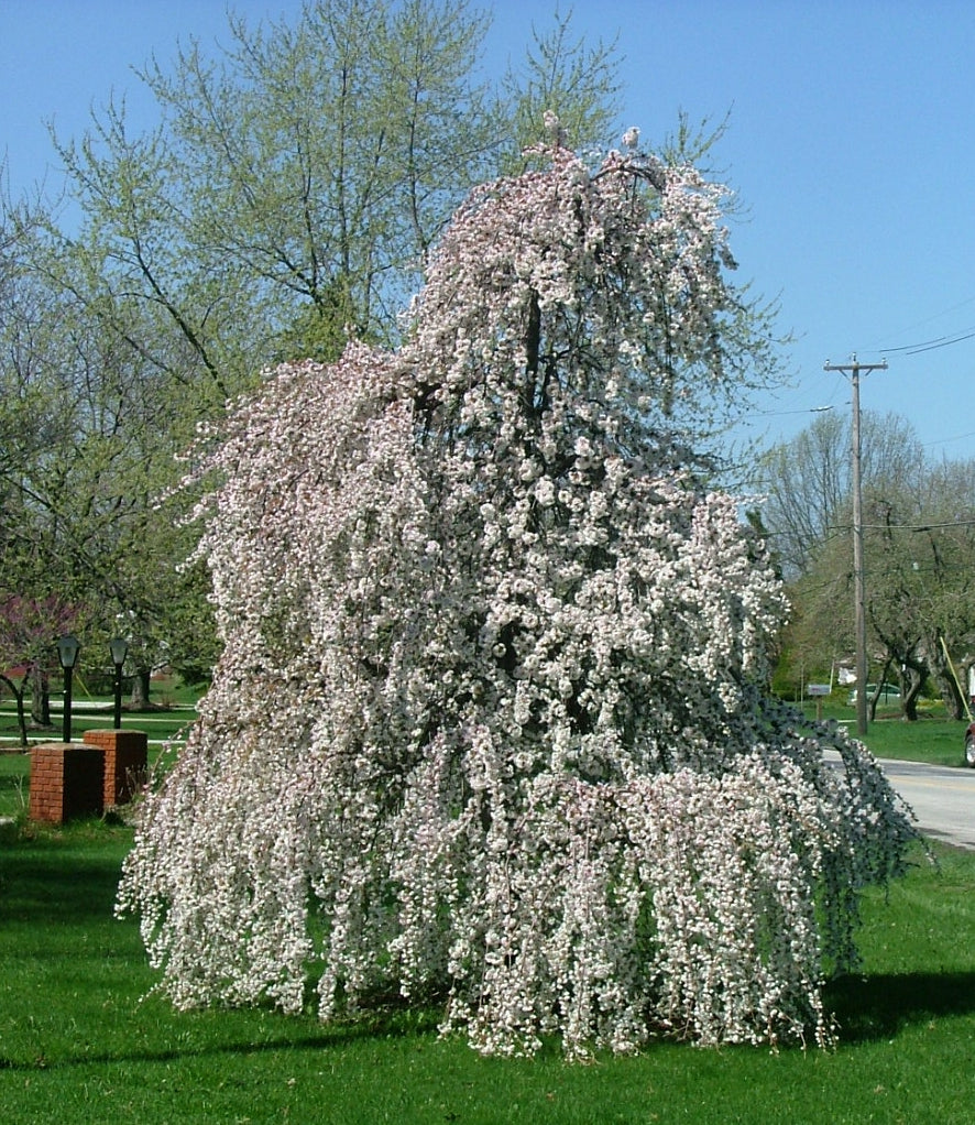 Snow Fountains Weeping Cherry Tree