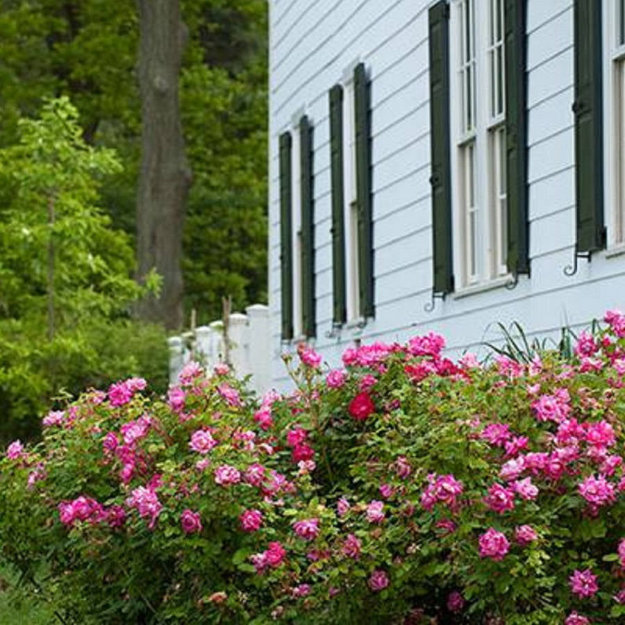 Pink Double Knock Out Rose Bush (1 Gallon) Flowering Semi-Evergreen Shrub with Bubble-Gum Pink Double-form Blooms - Full Sun Live Outdoor Plant