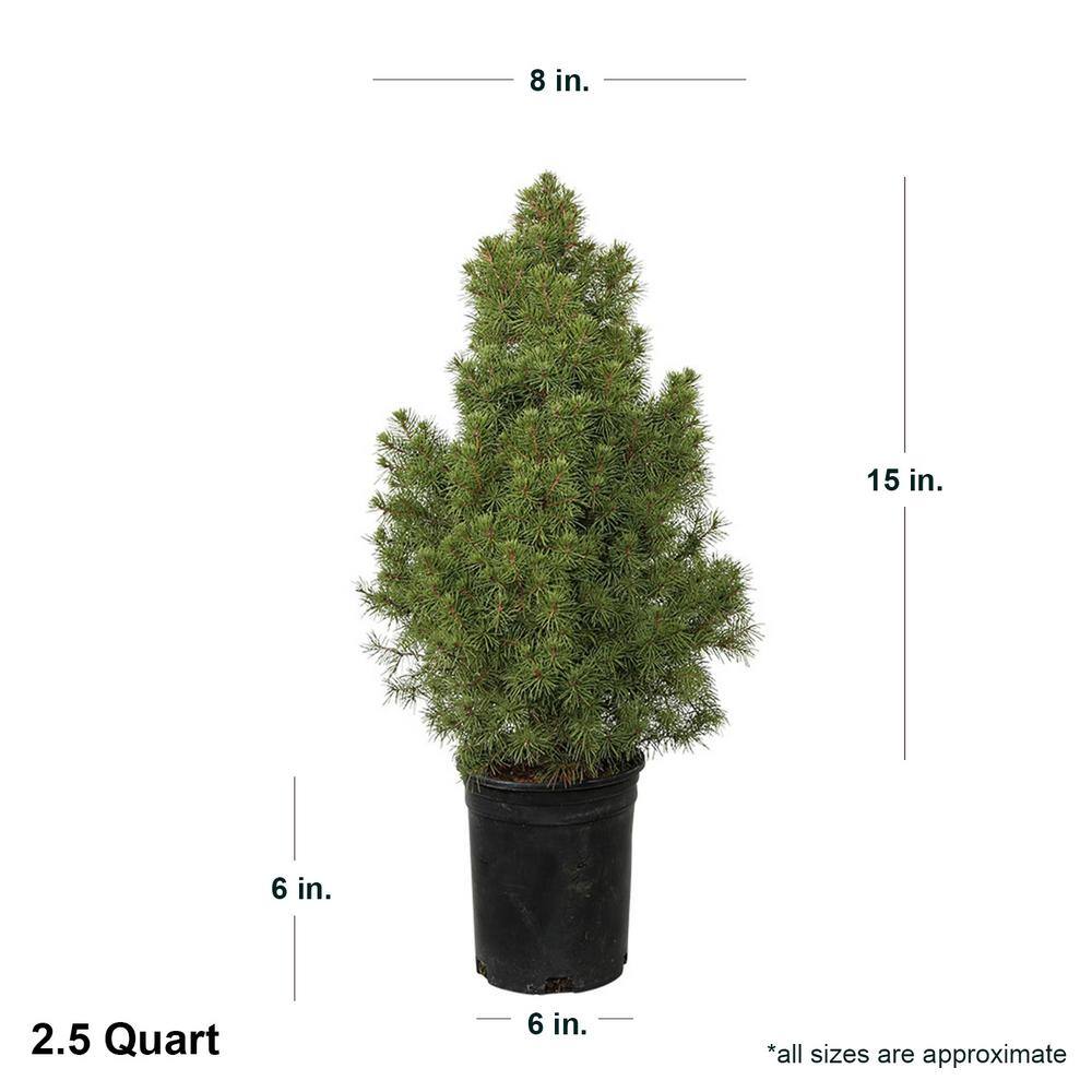 FLOWERWOOD 2.5 Qt. Dwarf Alberta Spruce Pyramidal Evergreen ShrubTree 4713Q