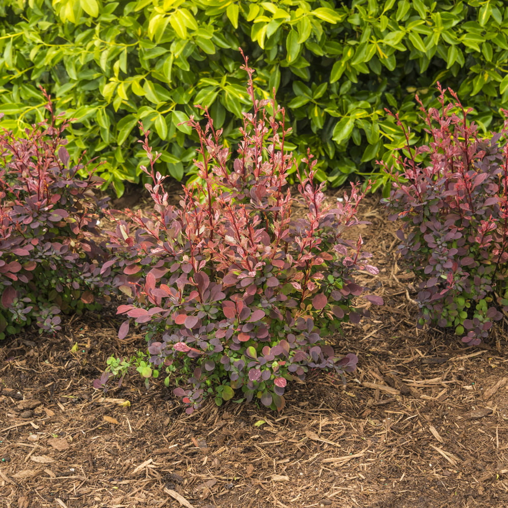 Rose Glow Barberry Deciduous Flowering Shrub， grown in a 2.25 Gallon Pot (1-pack)