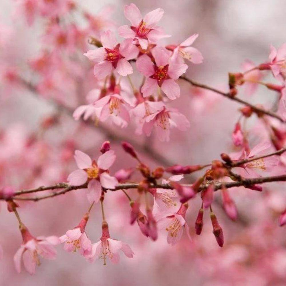 7 Gal. Okame Cherry Flowering Deciduous Tree with Pink Flowers CHFOKA07G
