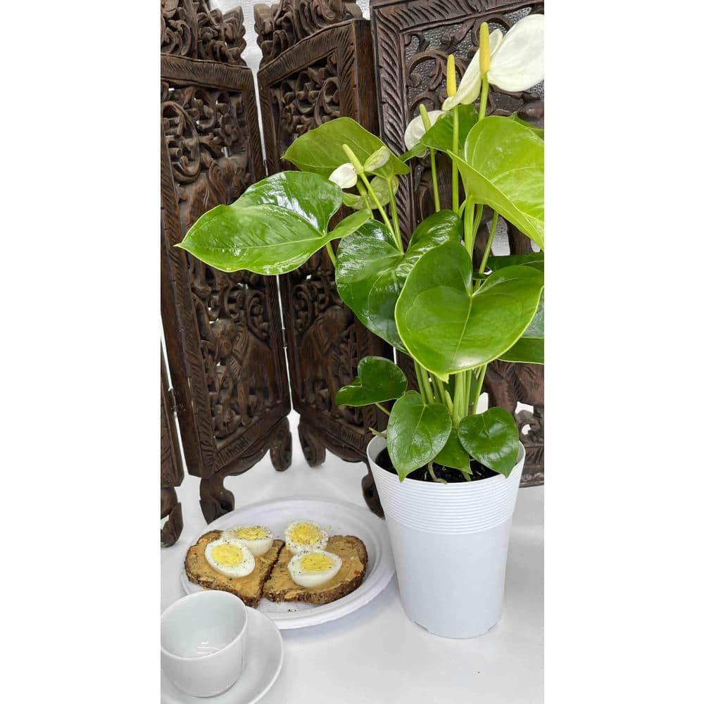 EVERBLOOM GROWERS INC. 5 in. Anthurium Assorted Plant 5ANTASS