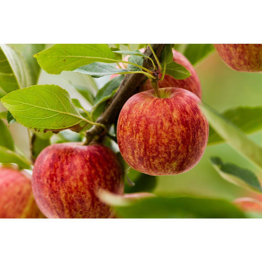 Garden  Grove 3 ft. Honeycrisp Apple Tree with Large Delicioulsy Sweet Fruit Perfect for Eating Fresh FTAP201