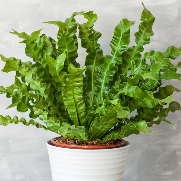 2pc Nidus Bird's Nest Fern - National Plant Network